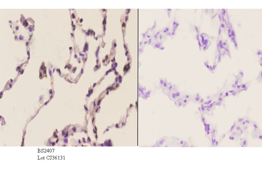 Anti-AIF-M1 (Y85) Antibody from Bioworld Technology (BS2407) - Antibodies.com