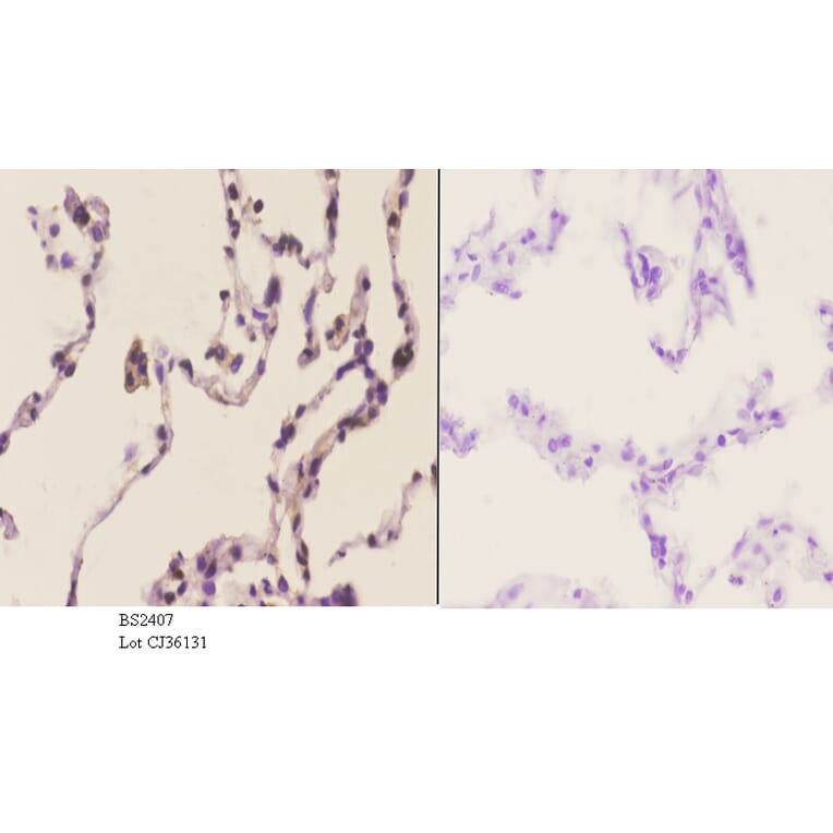 Anti-AIF-M1 (Y85) Antibody from Bioworld Technology (BS2407) - Antibodies.com