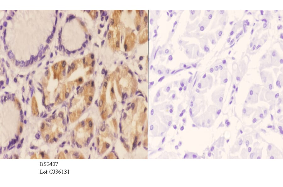 Anti-AIF-M1 (Y85) Antibody from Bioworld Technology (BS2407) - Antibodies.com