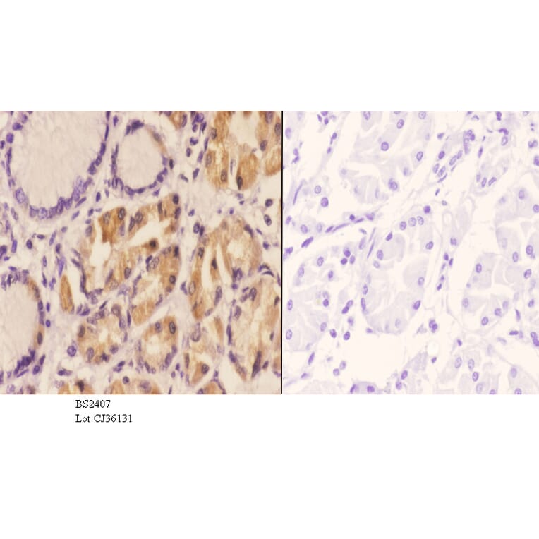 Anti-AIF-M1 (Y85) Antibody from Bioworld Technology (BS2407) - Antibodies.com