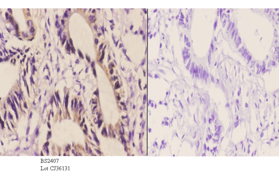 Anti-AIF-M1 (Y85) Antibody from Bioworld Technology (BS2407) - Antibodies.com