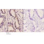 Anti-AIF-M1 (Y85) Antibody from Bioworld Technology (BS2407) - Antibodies.com