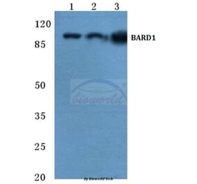 Anti-BARD1 (R8) Antibody from Bioworld Technology (BS2408) - Antibodies.com