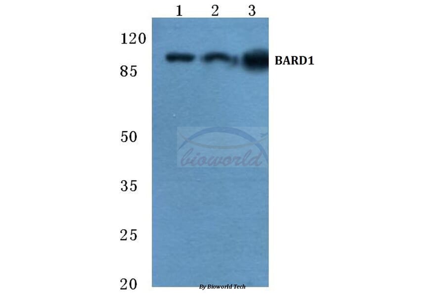 Anti-BARD1 (R8) Antibody from Bioworld Technology (BS2408) - Antibodies.com