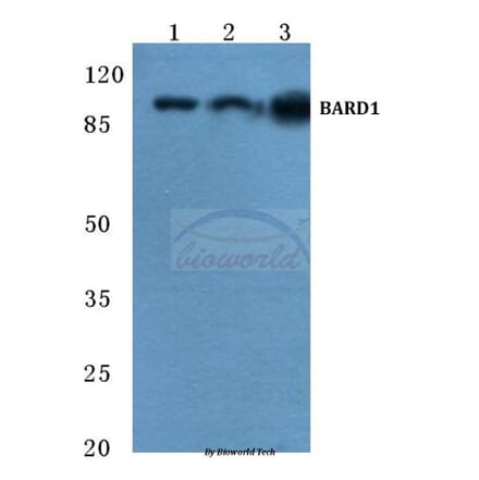 Anti-BARD1 (R8) Antibody from Bioworld Technology (BS2408) - Antibodies.com