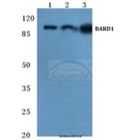 Anti-BARD1 (R8) Antibody from Bioworld Technology (BS2408) - Antibodies.com