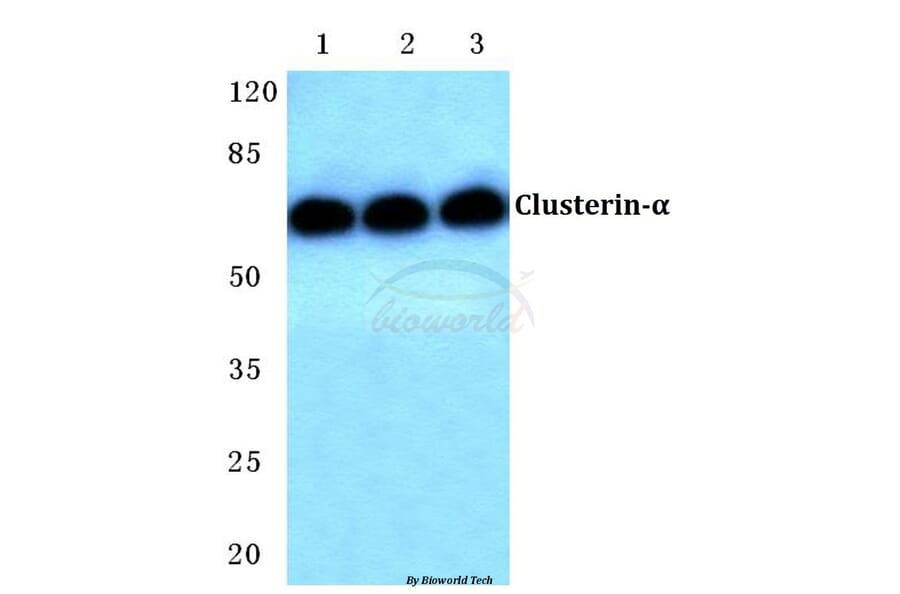 Anti-Clusterin-α (E436) Antibody from Bioworld Technology (BS2409) - Antibodies.com