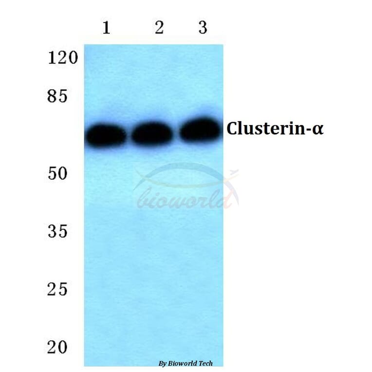 Anti-Clusterin-α (E436) Antibody from Bioworld Technology (BS2409) - Antibodies.com
