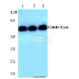 Anti-Clusterin-α (E436) Antibody from Bioworld Technology (BS2409) - Antibodies.com