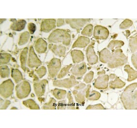 Anti-Cytochrome b5 (G82) Antibody from Bioworld Technology (BS2410) - Antibodies.com