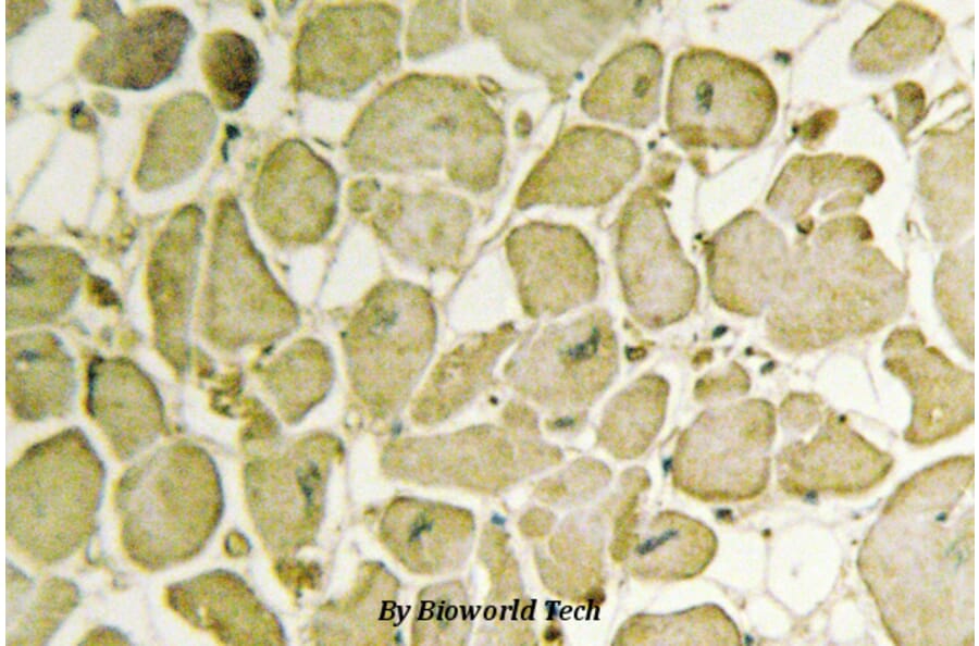Anti-Cytochrome b5 (G82) Antibody from Bioworld Technology (BS2410) - Antibodies.com