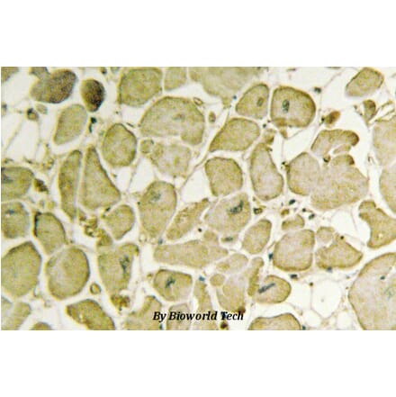 Anti-Cytochrome b5 (G82) Antibody from Bioworld Technology (BS2410) - Antibodies.com