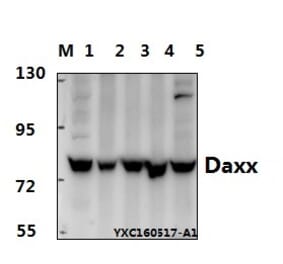 Anti-Daxx (D384) Antibody from Bioworld Technology (BS2411) - Antibodies.com