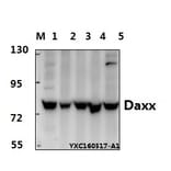 Anti-Daxx (D384) Antibody from Bioworld Technology (BS2411) - Antibodies.com