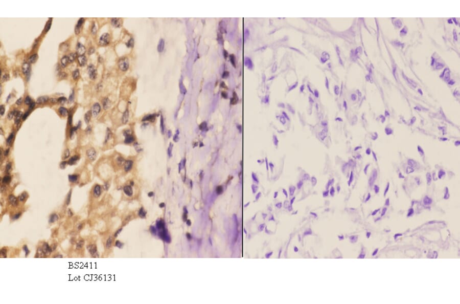 Anti-Daxx (D384) Antibody from Bioworld Technology (BS2411) - Antibodies.com