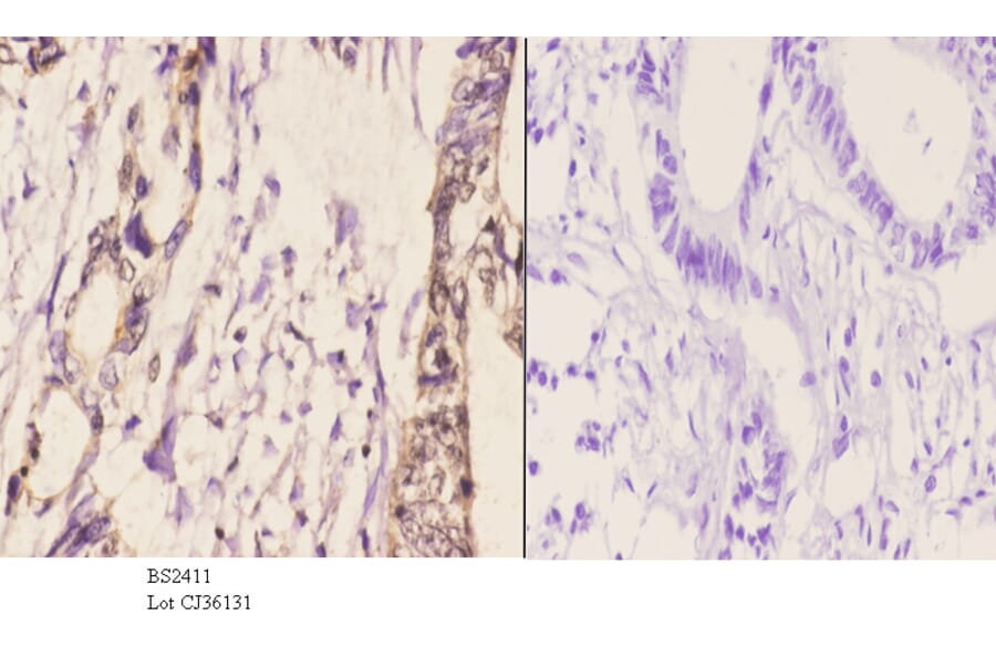 Anti-Daxx (D384) Antibody from Bioworld Technology (BS2411) - Antibodies.com