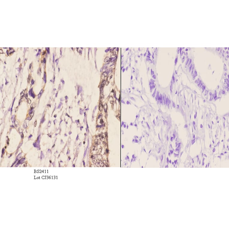 Anti-Daxx (D384) Antibody from Bioworld Technology (BS2411) - Antibodies.com