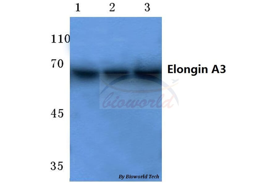 Anti-Elongin A3 (E403) Antibody from Bioworld Technology (BS2412) - Antibodies.com