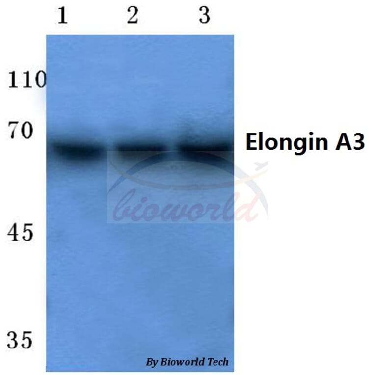 Anti-Elongin A3 (E403) Antibody from Bioworld Technology (BS2412) - Antibodies.com