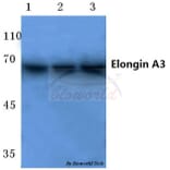 Anti-Elongin A3 (E403) Antibody from Bioworld Technology (BS2412) - Antibodies.com