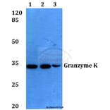 Anti-Granzyme K (H85) Antibody from Bioworld Technology (BS2413) - Antibodies.com