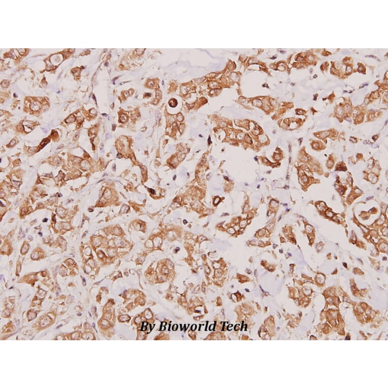 Anti-Granzyme K (H85) Antibody from Bioworld Technology (BS2413) - Antibodies.com
