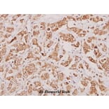 Anti-Granzyme K (H85) Antibody from Bioworld Technology (BS2413) - Antibodies.com