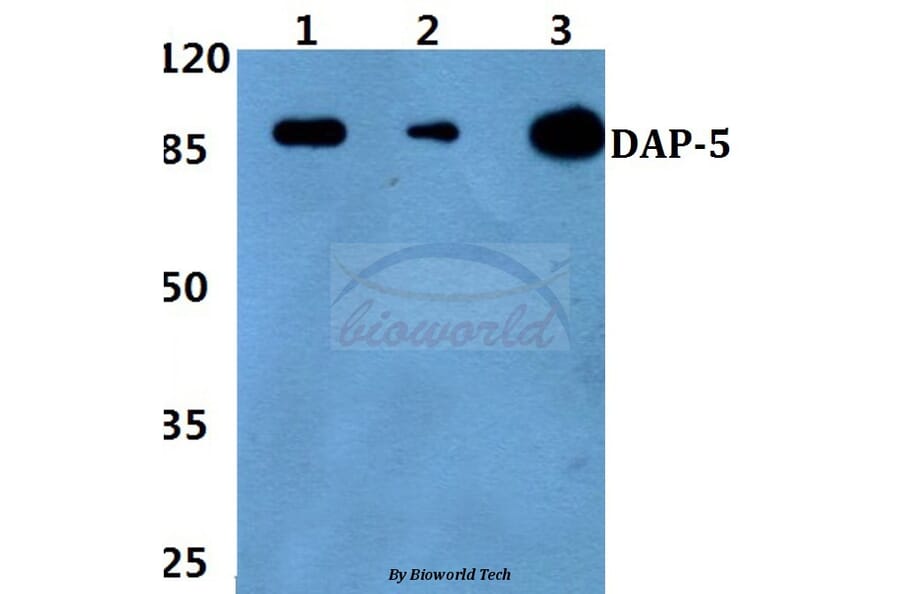 Anti-DAP-5 (N65) Antibody from Bioworld Technology (BS2414) - Antibodies.com