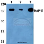 Anti-DAP-5 (N65) Antibody from Bioworld Technology (BS2414) - Antibodies.com