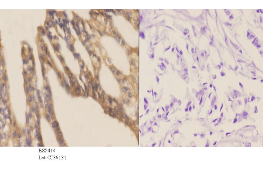 Anti-DAP-5 (N65) Antibody from Bioworld Technology (BS2414) - Antibodies.com