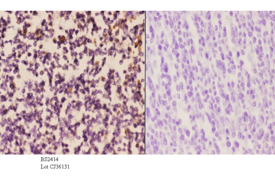 Anti-DAP-5 (N65) Antibody from Bioworld Technology (BS2414) - Antibodies.com