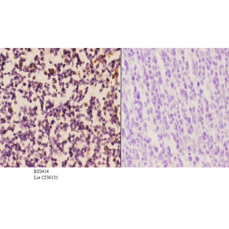 Anti-DAP-5 (N65) Antibody from Bioworld Technology (BS2414) - Antibodies.com