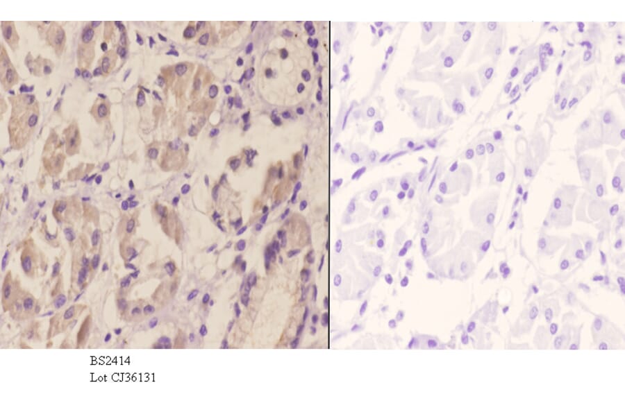 Anti-DAP-5 (N65) Antibody from Bioworld Technology (BS2414) - Antibodies.com
