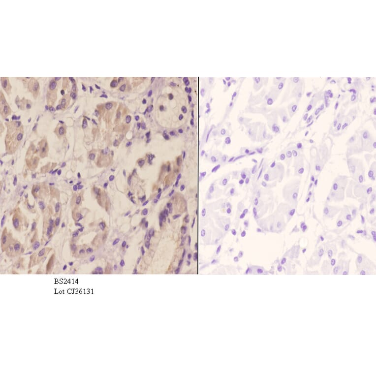 Anti-DAP-5 (N65) Antibody from Bioworld Technology (BS2414) - Antibodies.com