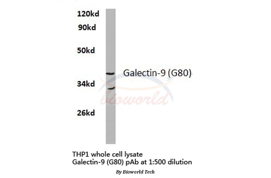 Anti-Galectin-9 (G80) Antibody from Bioworld Technology (BS2417) - Antibodies.com