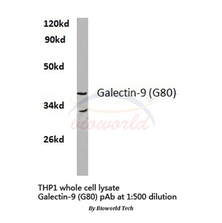 Anti-Galectin-9 (G80) Antibody from Bioworld Technology (BS2417) - Antibodies.com