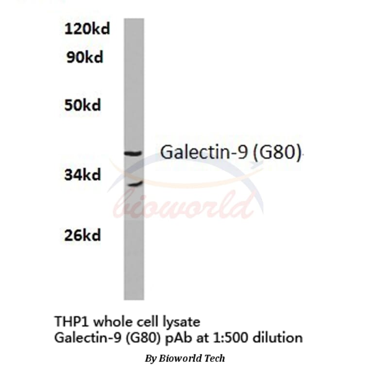 Anti-Galectin-9 (G80) Antibody from Bioworld Technology (BS2417) - Antibodies.com