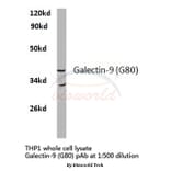 Anti-Galectin-9 (G80) Antibody from Bioworld Technology (BS2417) - Antibodies.com