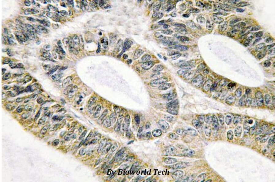 Anti-Galectin-9 (G80) Antibody from Bioworld Technology (BS2417) - Antibodies.com