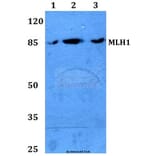 Anti-MLH1 (S467) Antibody from Bioworld Technology (BS2418) - Antibodies.com