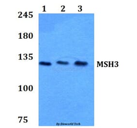 Anti-MSH3 (A80) Antibody from Bioworld Technology (BS2419) - Antibodies.com