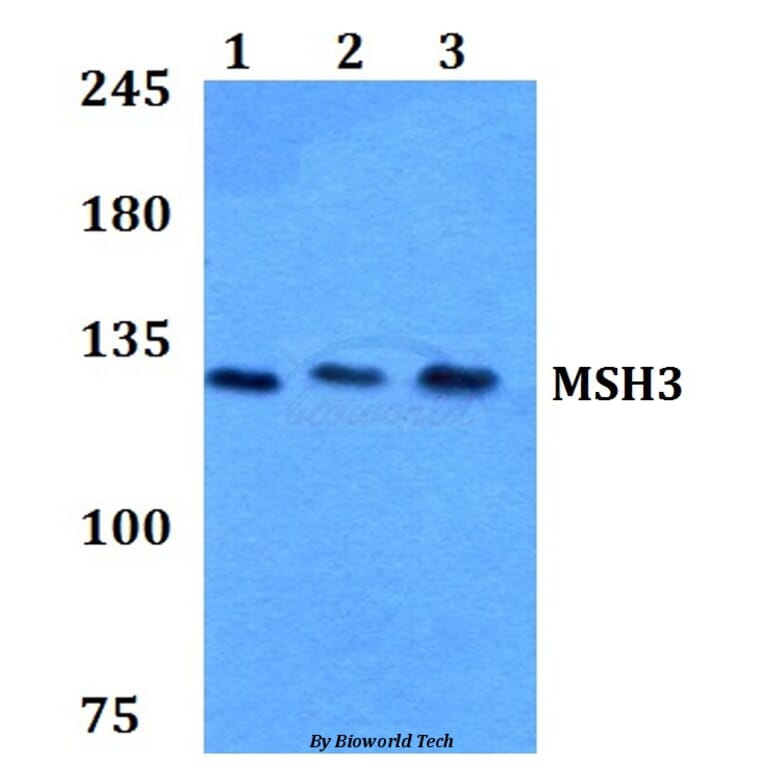 Anti-MSH3 (A80) Antibody from Bioworld Technology (BS2419) - Antibodies.com