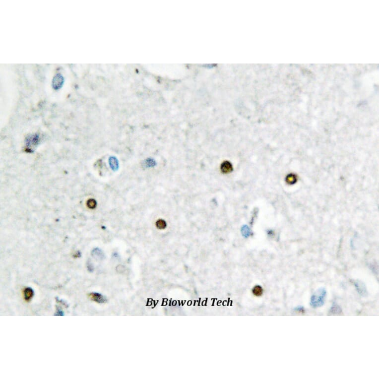 Anti-MSH6 / GTBP (E371) Antibody from Bioworld Technology (BS2420) - Antibodies.com