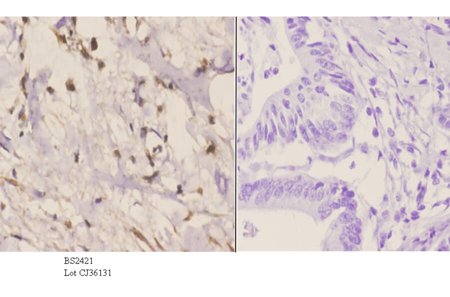 Anti-Rad51C (E185) Antibody from Bioworld Technology (BS2421) - Antibodies.com