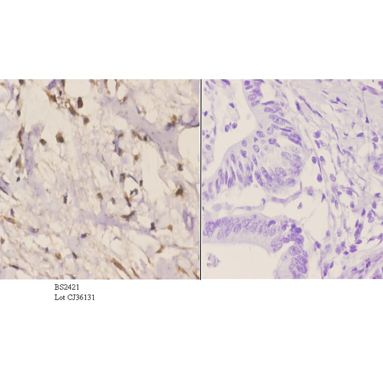 Anti-Rad51C (E185) Antibody from Bioworld Technology (BS2421) - Antibodies.com