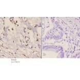 Anti-Rad51C (E185) Antibody from Bioworld Technology (BS2421) - Antibodies.com