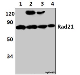 Anti-Rad21 (D548) Antibody from Bioworld Technology (BS2422) - Antibodies.com