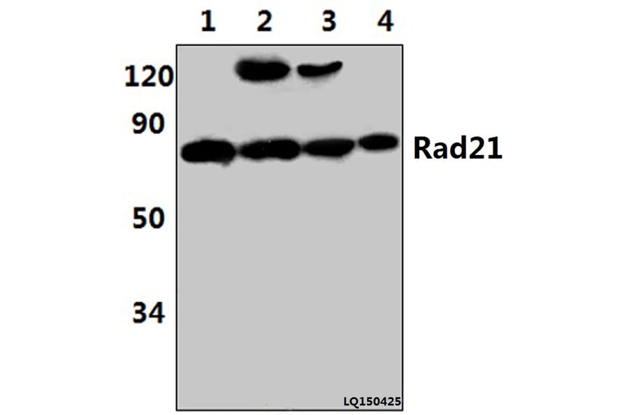 Anti-Rad21 (D548) Antibody from Bioworld Technology (BS2422) - Antibodies.com