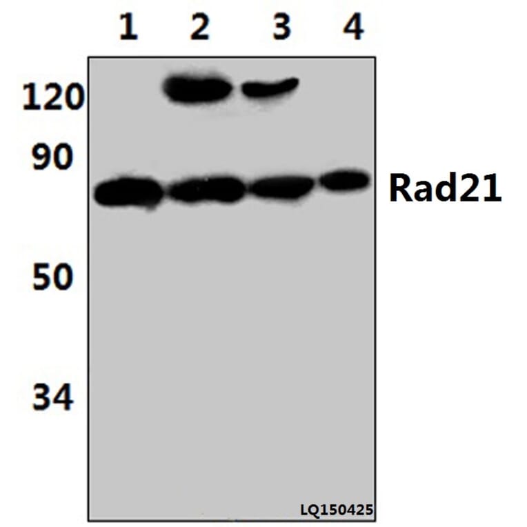 Anti-Rad21 (D548) Antibody from Bioworld Technology (BS2422) - Antibodies.com