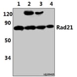 Anti-Rad21 (D548) Antibody from Bioworld Technology (BS2422) - Antibodies.com